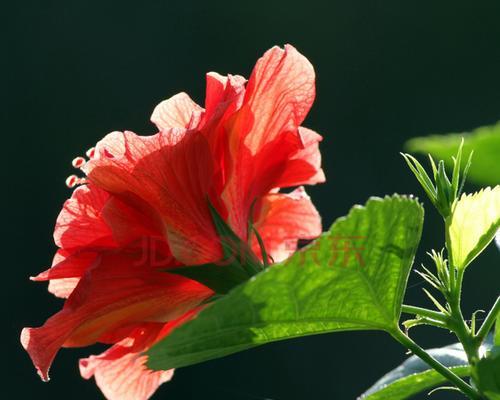 扶桑开花时间及花期详解（了解扶桑的开花时间）