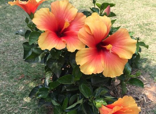 揭秘扶桑叶子不开花的原因（探究扶桑叶子不开花的成因及影响）