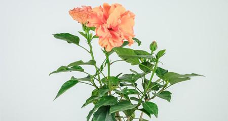 揭秘扶桑叶子不开花的原因（探究扶桑叶子不开花的成因及影响）