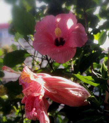 扶桑花叶子小的意义（观察扶桑花叶子大小揭示的奥秘）
