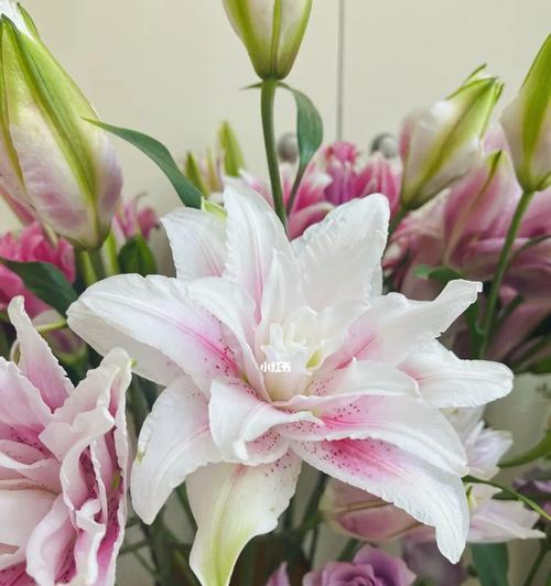 复瓣百合的花语（复瓣百合的花语及传说）