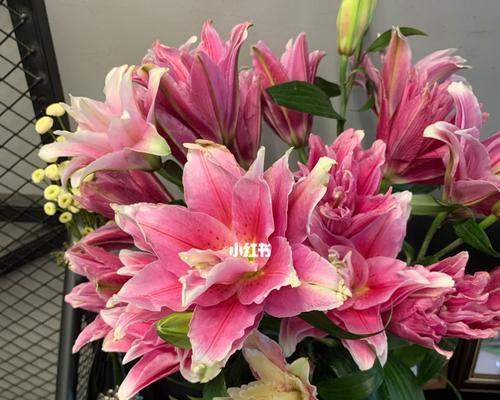 复瓣百合的花语（复瓣百合的花语及传说）