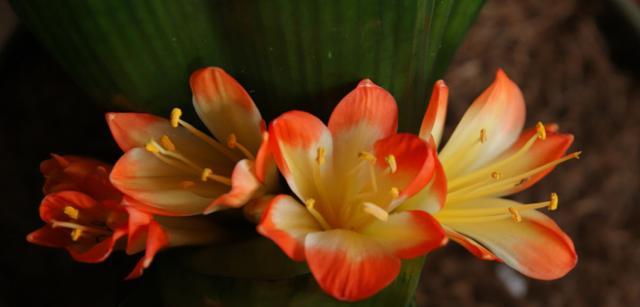 富贵叶子花语（解析富贵叶子的花语）