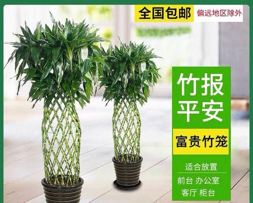 以富贵竹笼寓意为主题的文章（传递财富和幸福的象征——富贵竹笼）