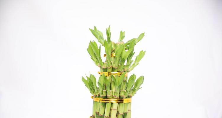 富贵竹塔的意义与寓意（探寻富贵竹塔的吉祥象征与文化传承）