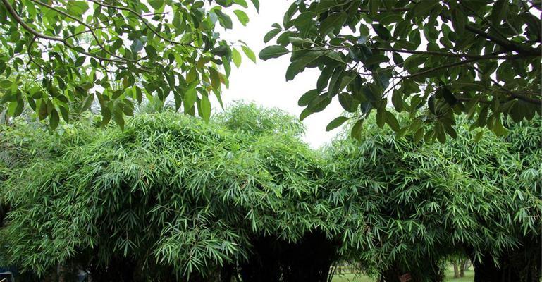 佛肚竹根系发达的原因（探究佛肚竹根系的特点及其生长环境）
