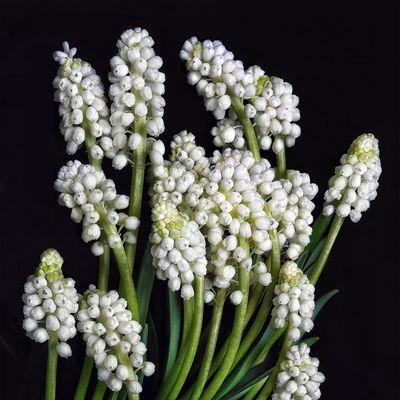 花语传情（解密风信子花语）