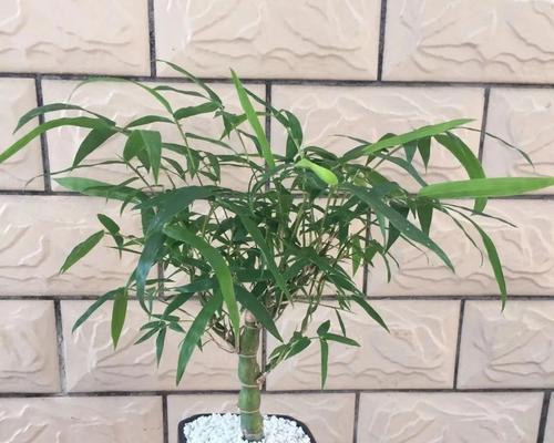 佛肚竹的养殖技巧（如何使佛肚竹茁壮成长）