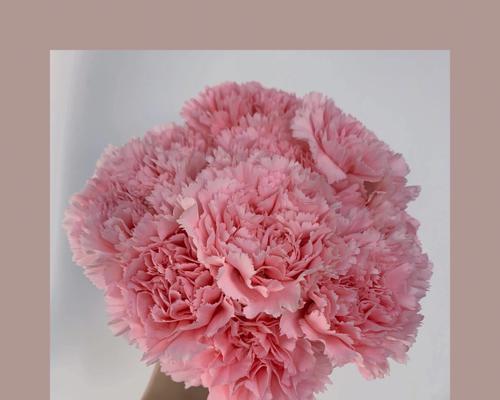 康乃馨花的各色寓意（探索康乃馨花的意义与象征）