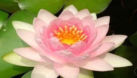 花开美梦，各色睡莲的花语与寓意（唤醒内心的美好）