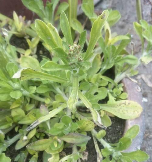 佛耳草——小小草木中的美丽传奇（探秘佛耳草的特点）
