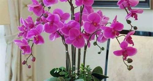 缤纷色彩的蝴蝶兰花语（探寻蝴蝶兰花语中的各种颜色）