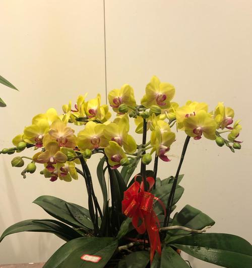 缤纷色彩的蝴蝶兰花语（探寻蝴蝶兰花语中的各种颜色）