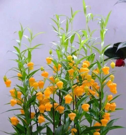 宫灯百合花语（百合花语传递着爱的美好愿望）