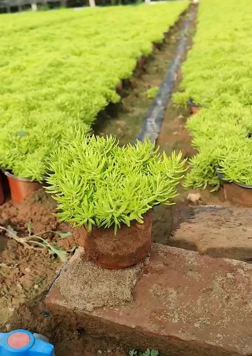 佛甲草的花语与寓意（从花语中感受佛甲草的奇妙之处）