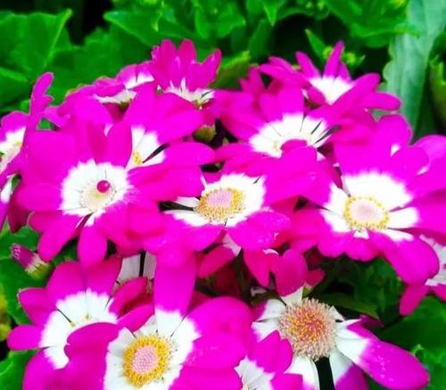 瓜叶菊的花语（追寻幸福的瓜叶菊）