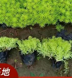 佛甲草能否在冬天生存（探究佛甲草对冬季的适应能力与生存方式）