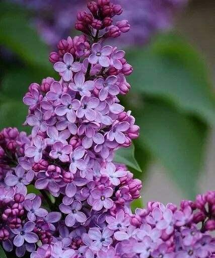 丁香花语（用芬芳与色彩讲述情感故事）