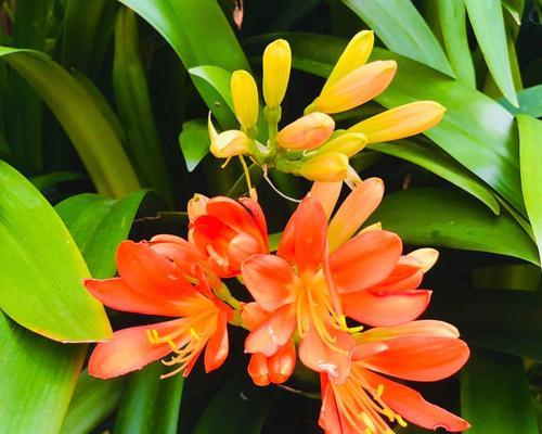 君子兰之花语（探索君子兰的花语）