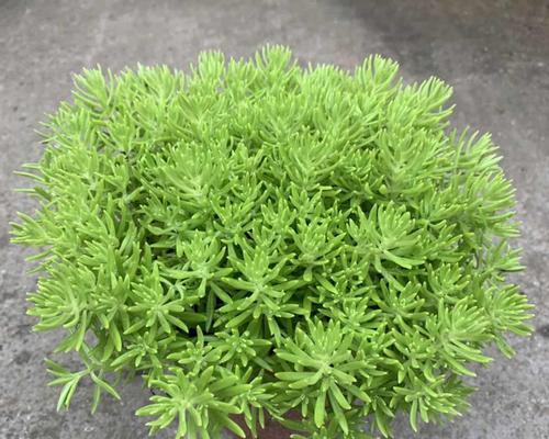 佛甲草在室内养护的全面指南（养护技巧）