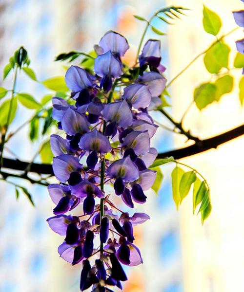 紫藤花语（在紫藤花下）