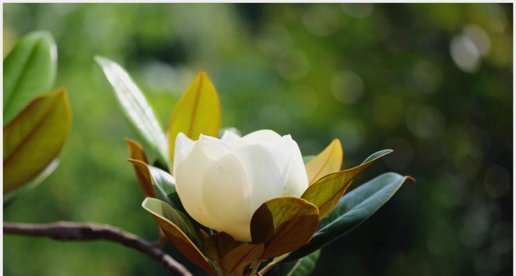 广玉兰花的象征意义（广玉兰花的文化内涵与寓意）