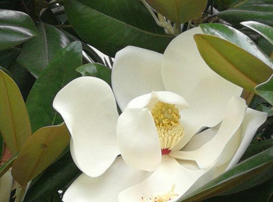 广玉兰花的象征意义（广玉兰花的文化内涵与寓意）