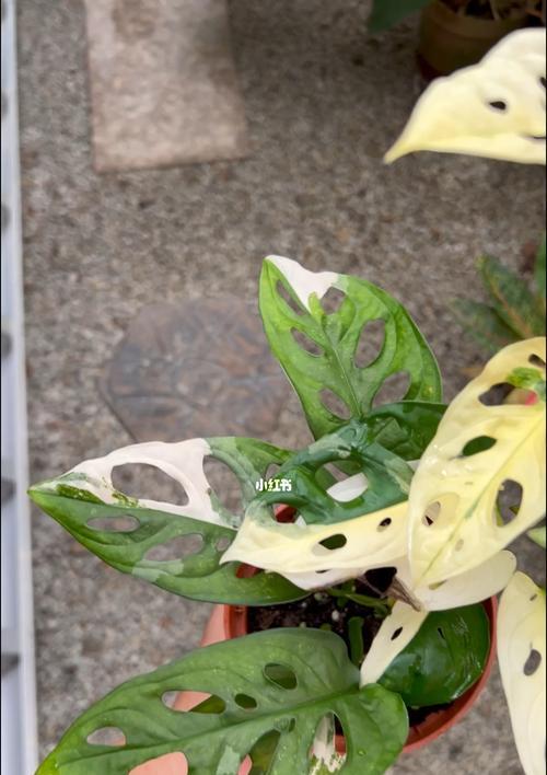 以龟背竹为主题的文章（寓意深远的自强不息）