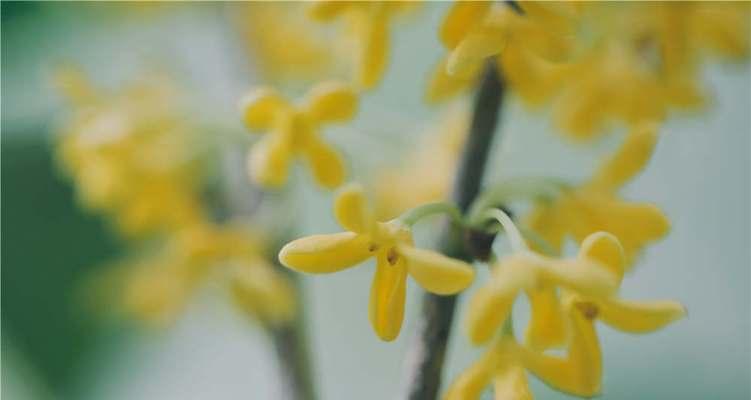 桂花的花语——美丽、幸福与纯真（桂花的花语及其象征意义）
