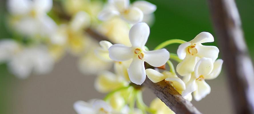 桂花的花语（桂花花语的含义与传承）