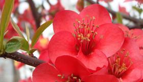 海棠花的花语与寓意（探索海棠花的含义与象征）