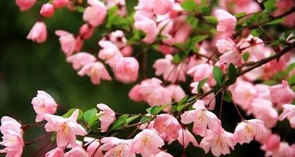 海棠花的花语与寓意（探索海棠花的含义与象征）