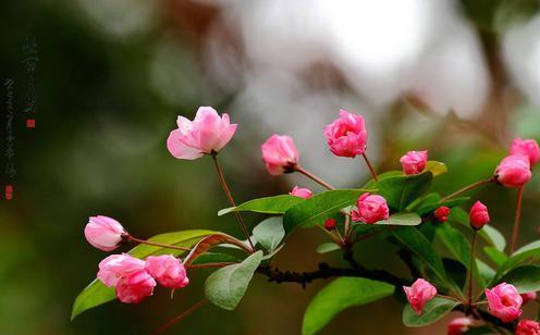 双色海棠花的花语之谜（揭开双色海棠花的花语意义）