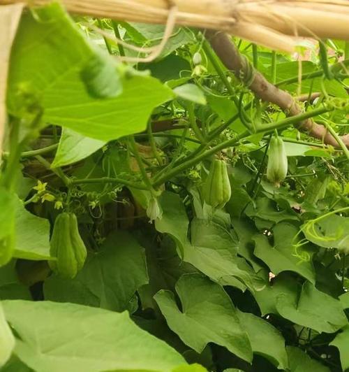 如何选择佛手瓜种植时间（适合种植的月份及关键因素）