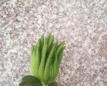 佛手瓜盆栽指南（教你如何在家中种植健康的佛手瓜）