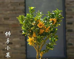 佛手瓜花盆种植指南（花盆里也能种佛手瓜）