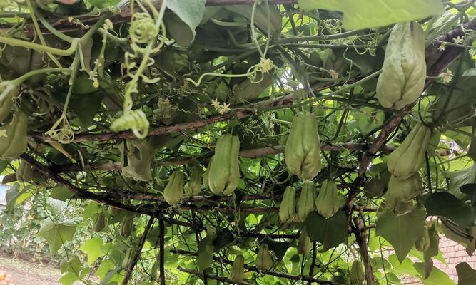 佛手瓜花盆种植指南（花盆里也能种佛手瓜）