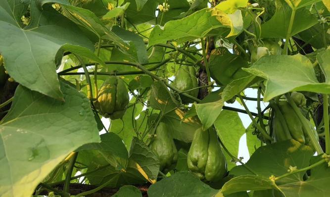 佛手瓜的种植与养护（了解佛手瓜的生长季节）