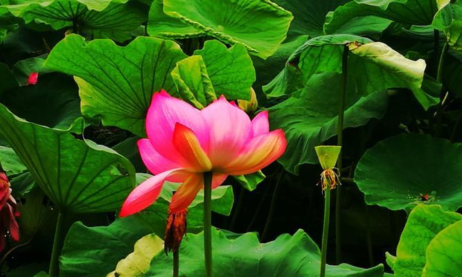 荷花的花语与寓意（探寻荷花的浪漫与坚韧）