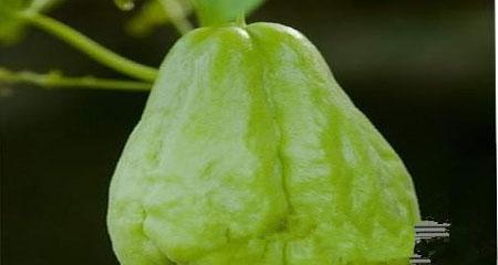 佛手瓜的生命周期（一年生还是多年生）