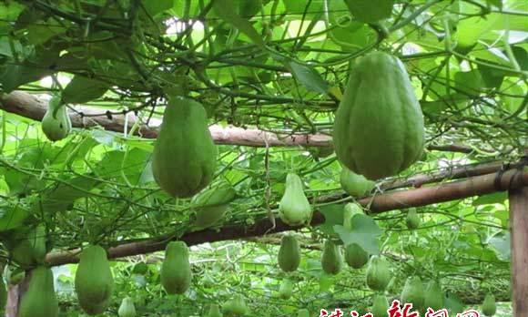 佛手瓜的种植方法和适应环境（探寻佛手瓜的生长习性）