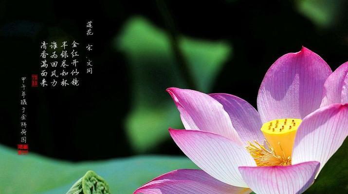 红色荷花的花语与意义（以红色荷花为纽带）
