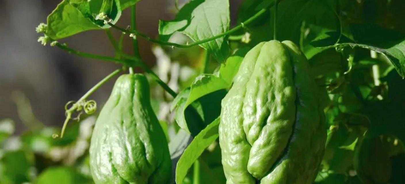 佛手瓜——去皮还是不去皮（佛手瓜去皮的利弊分析）