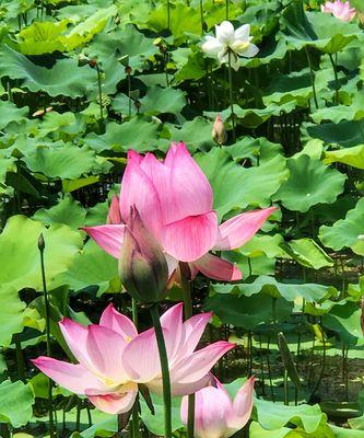 荷花（生生不息的“莲花姐姐”与独特的象征意义）