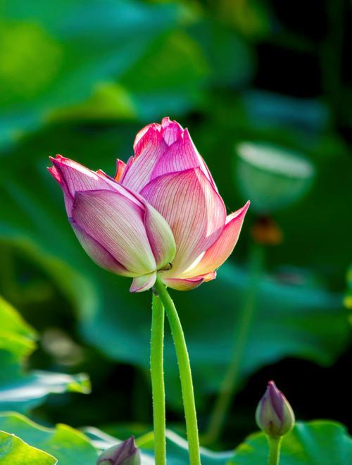 荷花（生生不息的“莲花姐姐”与独特的象征意义）