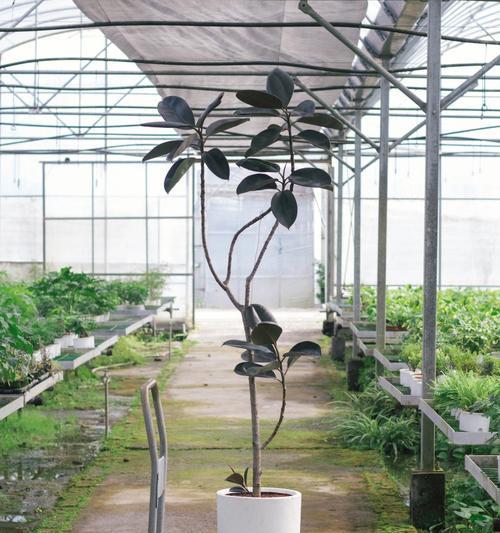 黑金刚橡皮树（探索黑金刚橡皮树的生命哲学）