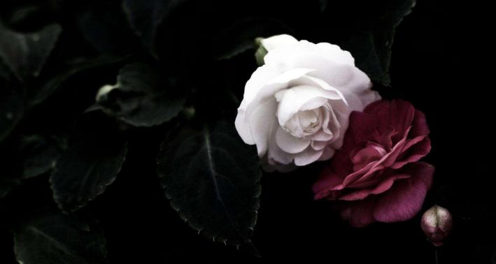 黑色风信子花语（探秘黑色风信子的神秘花语与美丽魅力）