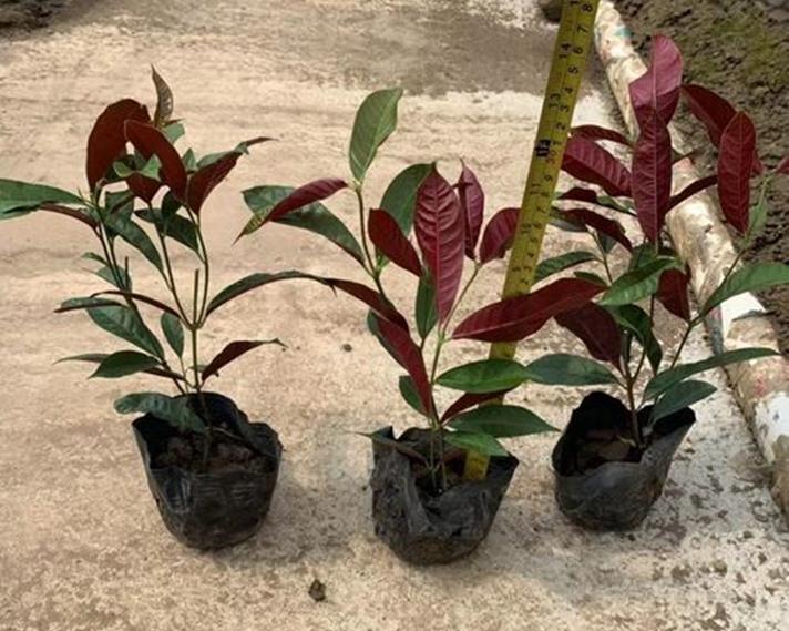 红背桂花的意义及传说（传承千年的文化之花——红背桂花）