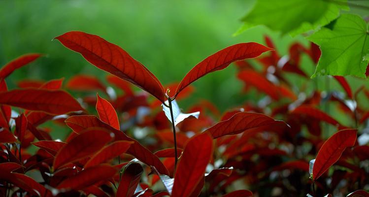 红背桂花的意义及传说（传承千年的文化之花——红背桂花）