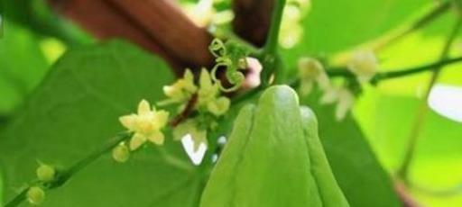 佛手树几年结果实种植多久可以结果（了解佛手树的果实成熟期和种植时间）